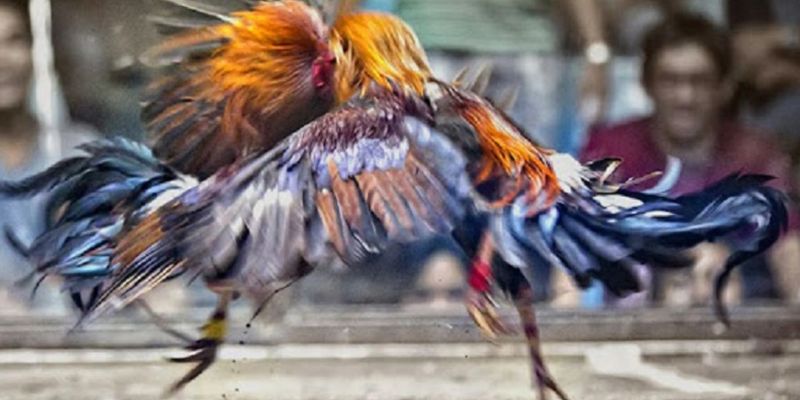 Giới thiệu đá gà ww88