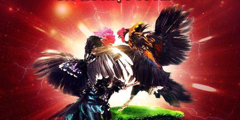 Các thể loại đá gà được yêu thích tại ww88